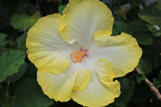 Enhancing Wellness Alternative Therapies  Traditional Medicine